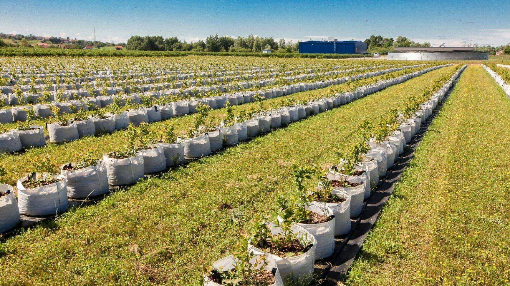 New_Plantation_Croatia (2)|Bluebrry_from_mechanic_harvest|New_plantation_Poland (1)|Prepared for selling_Poland